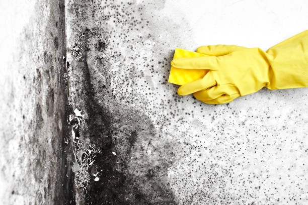Mold Testing and Removal in Bristol, FL