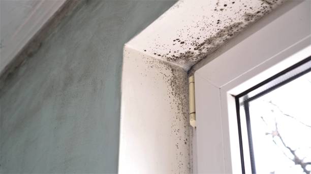 Best Professional Mold Removal  in Bristol, FL
