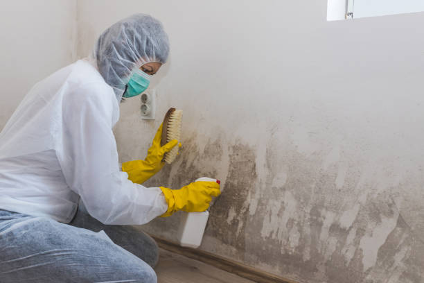 Professional Mold Removal in Bristol, FL