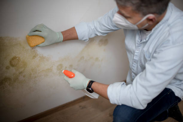 Best Attic Mold Removal  in Bristol, FL