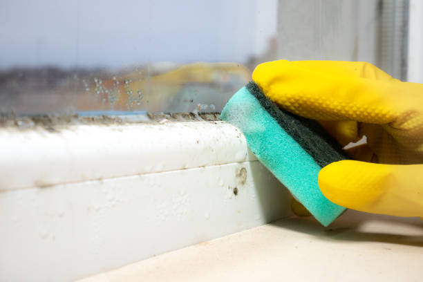 Best Local Mold Removal Service  in Bristol, FL